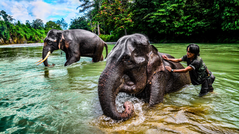 Elephant Lover